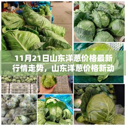 山東洋蔥價格最新動態(tài)，科技智能預(yù)測引領(lǐng)未來潮流新動向