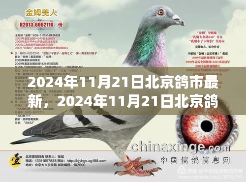 北京鴿市新篇章，變革中的學習之路鑄就自信與成就之光（2024年11月21日最新資訊）