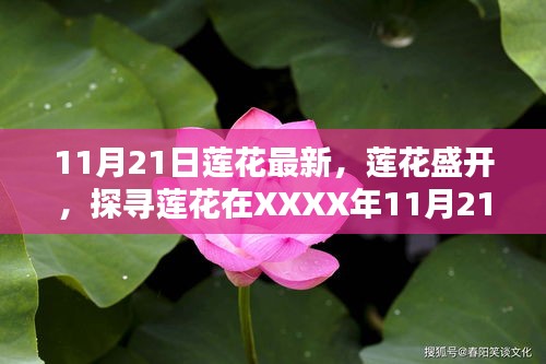 11月21日蓮花最新，蓮花盛開，探尋蓮花在XXXX年11月21日的嶄新篇章