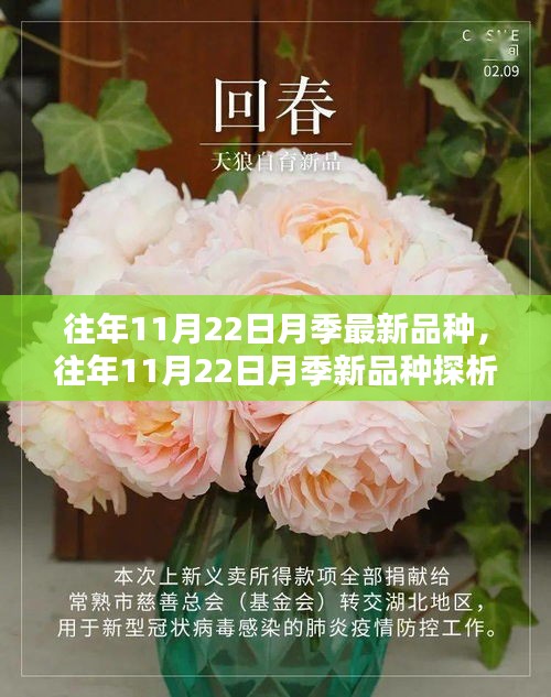 往年11月22日月季最新品種，往年11月22日月季新品種探析，觀點闡述與解析