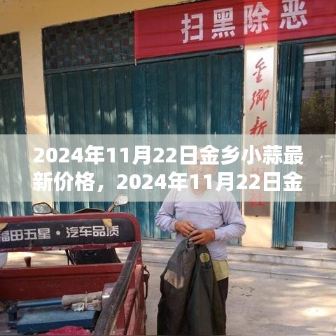 2024年11月22日金鄉(xiāng)小蒜最新價(jià)格全面指南，查詢(xún)與理解