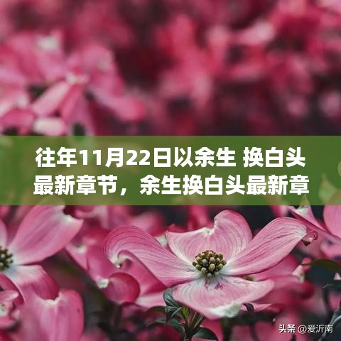 最新章節(jié)獲取指南，余生換白頭閱讀攻略與獲取方法揭秘！