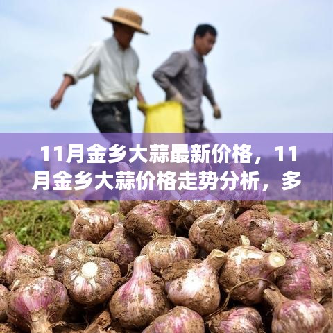 11月金鄉大蒜價格走勢分析，多方觀點碰撞與個人立場