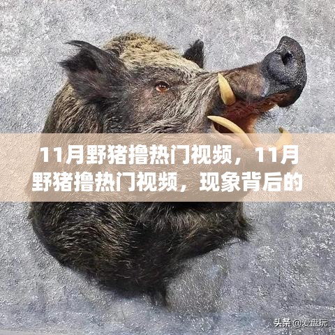 11月野豬擼熱門視頻現象，多元解讀背后的故事