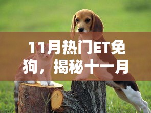 揭秘十一月熱門(mén)ET免狗趨勢(shì)，引領(lǐng)潮流的新寵兒風(fēng)潮