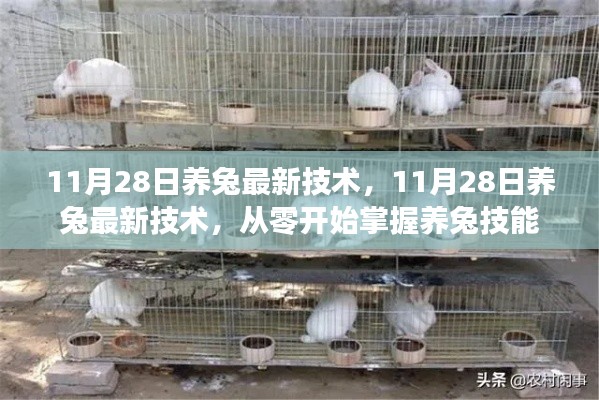 11月28日養兔最新技術，從零開始掌握養兔技能全攻略