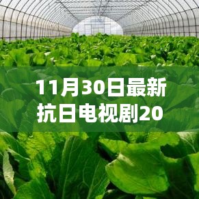 戰火中的綠色征途，抗日電視劇的靜謐啟示（2016年最新）
