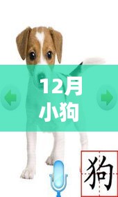 小狗寶盒最新版下載，數字時代的起源、影響及地位探索