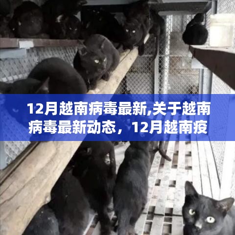 12月越南病毒最新動態，疫情應對指南與防護技能學習全解析