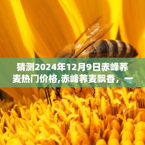 赤峰蕎麥未來熱門價格猜想，溫馨之旅探尋蕎麥飄香的價格走向（2024年12月9日）