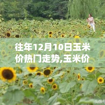 揭秘玉米價背后的秘密，一場探尋市場走勢與內心平靜的玉米地之旅