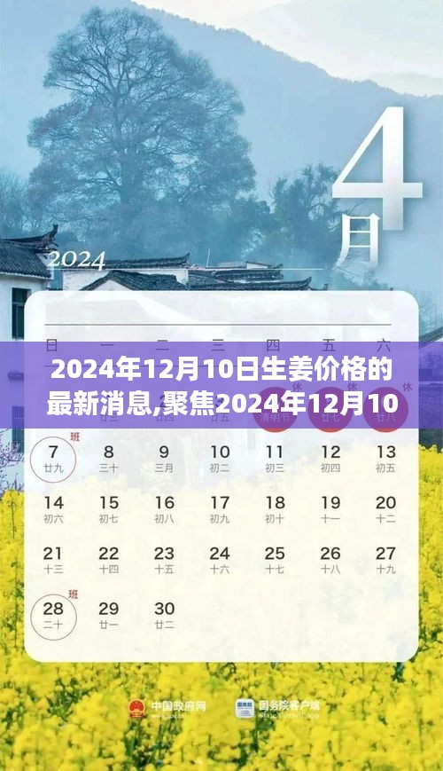 2024年12月10日生姜價格最新動態及市場洞察