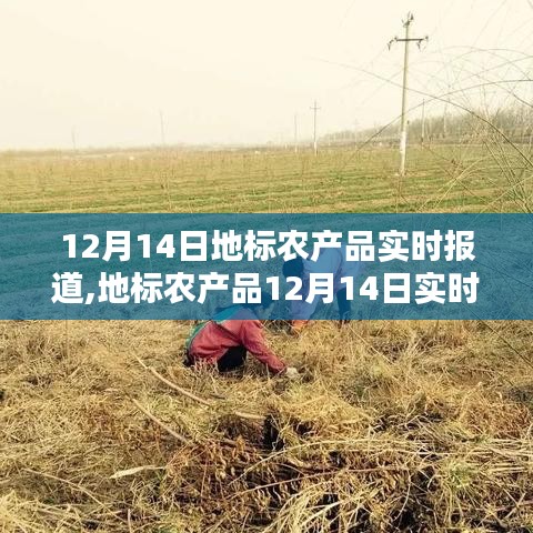 地標農產品12月14日實時播報，冬季豐盈，新鮮上桌