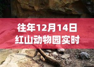 紅山動(dòng)物園與小店的驚喜，揭秘往年圣誕前夕的實(shí)時(shí)人流故事