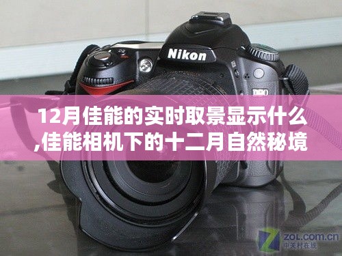 佳能相機下的十二月自然秘境，實時取景揭示寧靜與幽默的十二月佳能視界