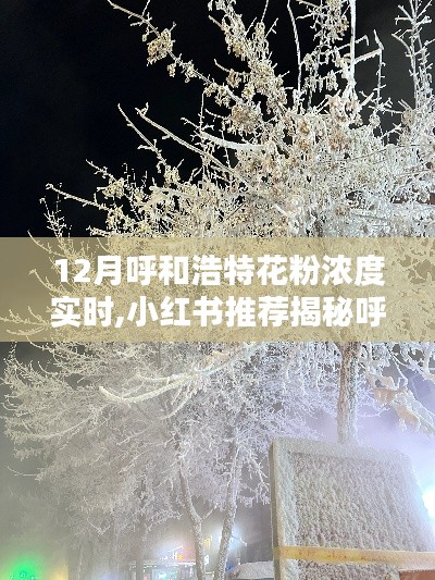 小紅書揭秘呼和浩特冬季奇跡，實時播報花粉濃度