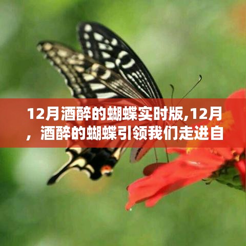 十二月酒醉的蝴蝶，自然懷抱的引領