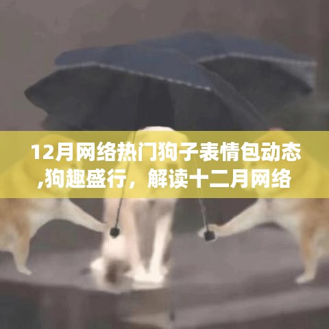 狗趣盛行，解讀十二月網(wǎng)絡(luò)熱門(mén)狗子表情包背后的文化現(xiàn)象