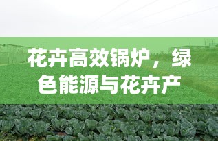 花卉高效鍋爐，綠色能源與花卉產(chǎn)業(yè)融合創(chuàng)新之道