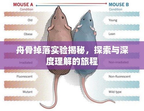 舟骨掉落實驗揭秘，探索與深度理解的旅程