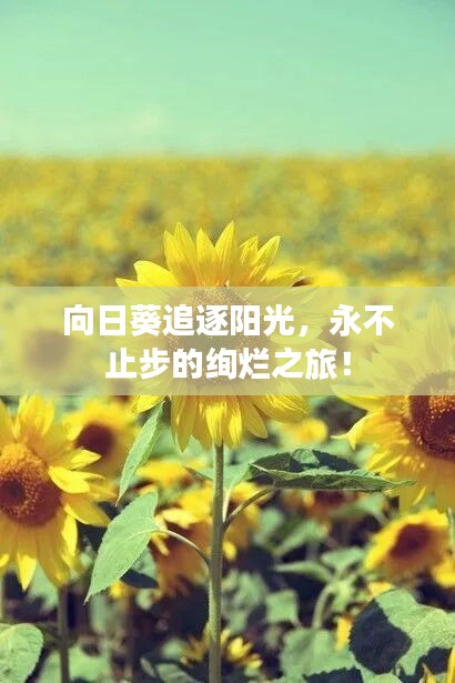 向日葵追逐陽光，永不止步的絢爛之旅！