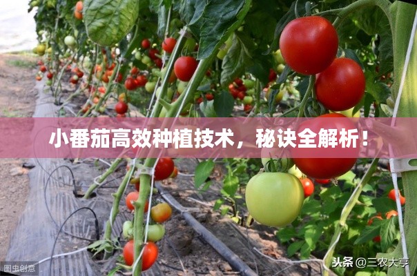 小番茄高效種植技術(shù)，秘訣全解析！