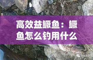 高效益鱖魚：鱖魚怎么釣用什么餌料 