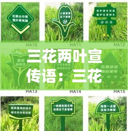 三花兩葉宣傳語(yǔ)：三花兩葉是正品嗎 