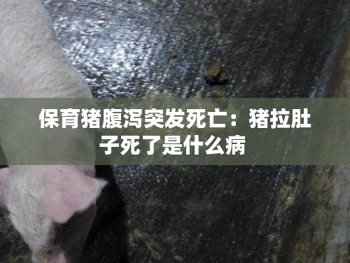 保育豬腹瀉突發死亡：豬拉肚子死了是什么病 