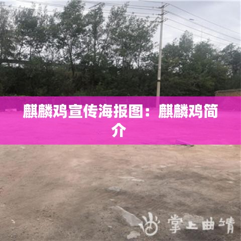 麒麟雞宣傳海報(bào)圖：麒麟雞簡(jiǎn)介 