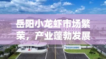 岳陽小龍蝦市場繁榮，產(chǎn)業(yè)蓬勃發(fā)展，最新消息一網(wǎng)打盡