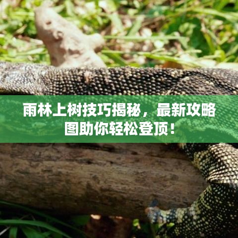雨林上樹(shù)技巧揭秘，最新攻略圖助你輕松登頂！