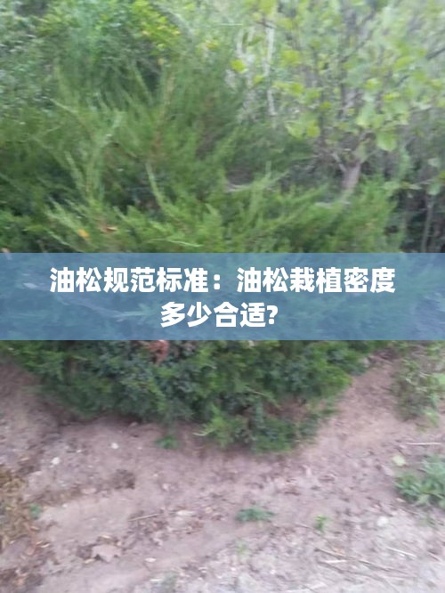 眉目如畫 第2頁(yè)