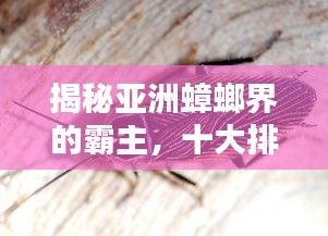 芒屩布衣 第2頁