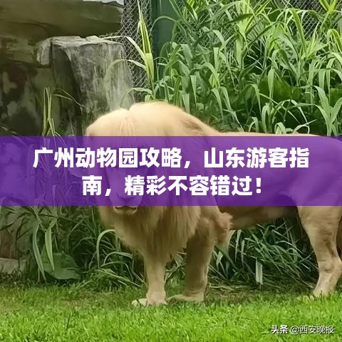廣州動物園攻略，山東游客指南，精彩不容錯過！
