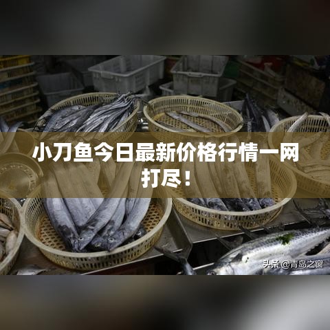 小刀魚今日最新價(jià)格行情一網(wǎng)打盡！