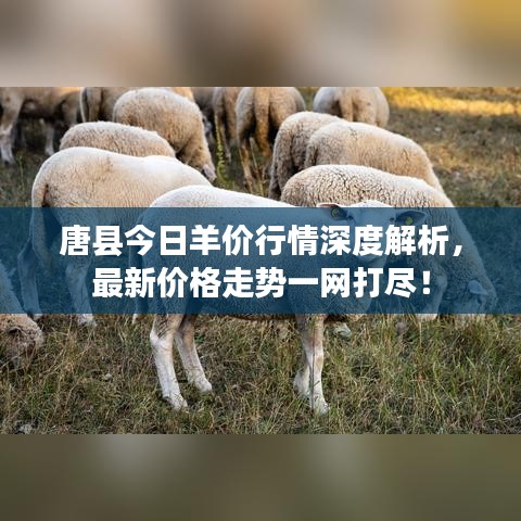 唐縣今日羊價行情深度解析，最新價格走勢一網打盡！