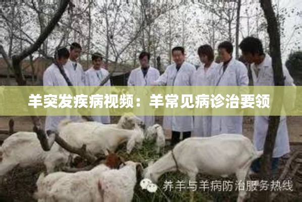 羊突發(fā)疾病視頻：羊常見(jiàn)病診治要領(lǐng) 