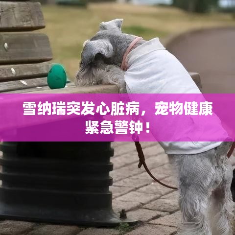 雪納瑞突發(fā)心臟病，寵物健康緊急警鐘！