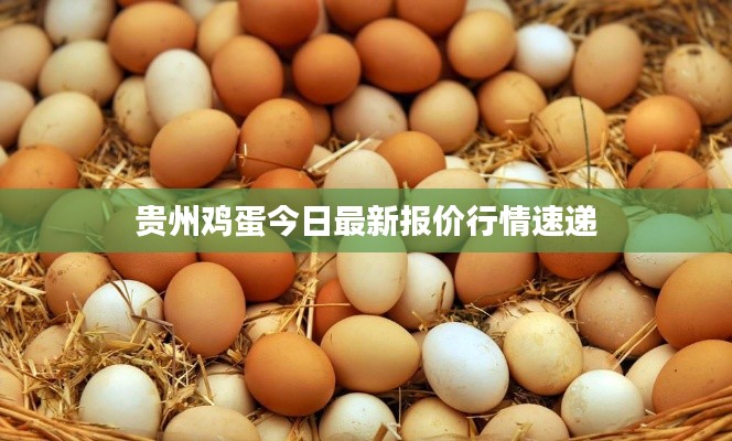 貴州雞蛋今日最新報(bào)價(jià)行情速遞