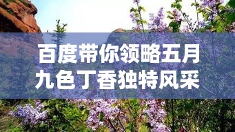 百度帶你領略五月九色丁香獨特風采，美不勝收！