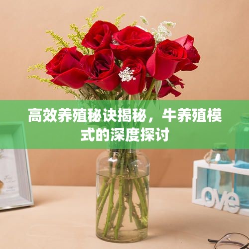 高效養殖秘訣揭秘，牛養殖模式的深度探討