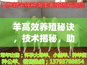 羊高效養殖秘訣，技術揭秘，助力養殖事業騰飛！