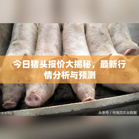 今日豬頭報價大揭秘，最新行情分析與預(yù)測