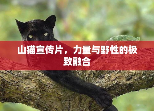 山貓宣傳片，力量與野性的極致融合