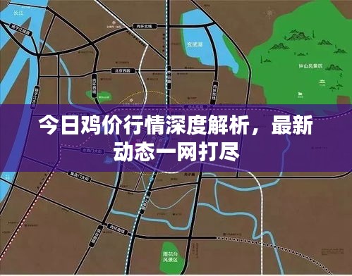 今日雞價行情深度解析，最新動態一網打盡