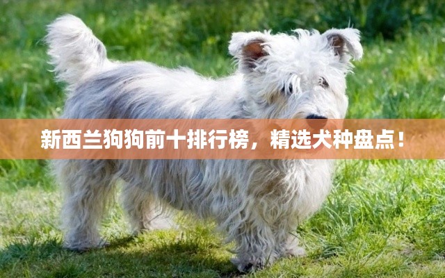 新西蘭狗狗前十排行榜，精選犬種盤點！