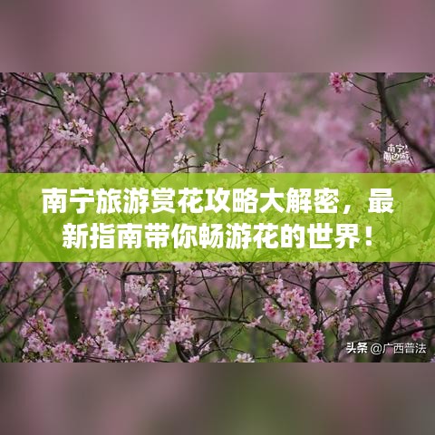 南寧旅游賞花攻略大解密，最新指南帶你暢游花的世界！