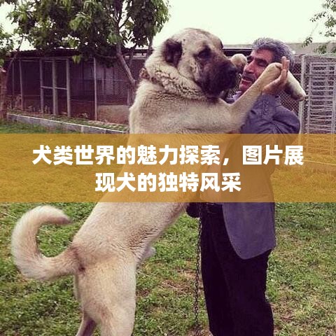 犬類世界的魅力探索，圖片展現犬的獨特風采