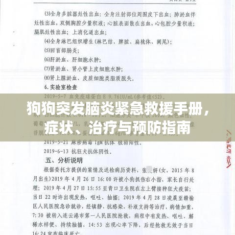 狗狗突發腦炎緊急救援手冊，癥狀、治療與預防指南